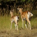 Amsterdamse Waterleiding Duinen